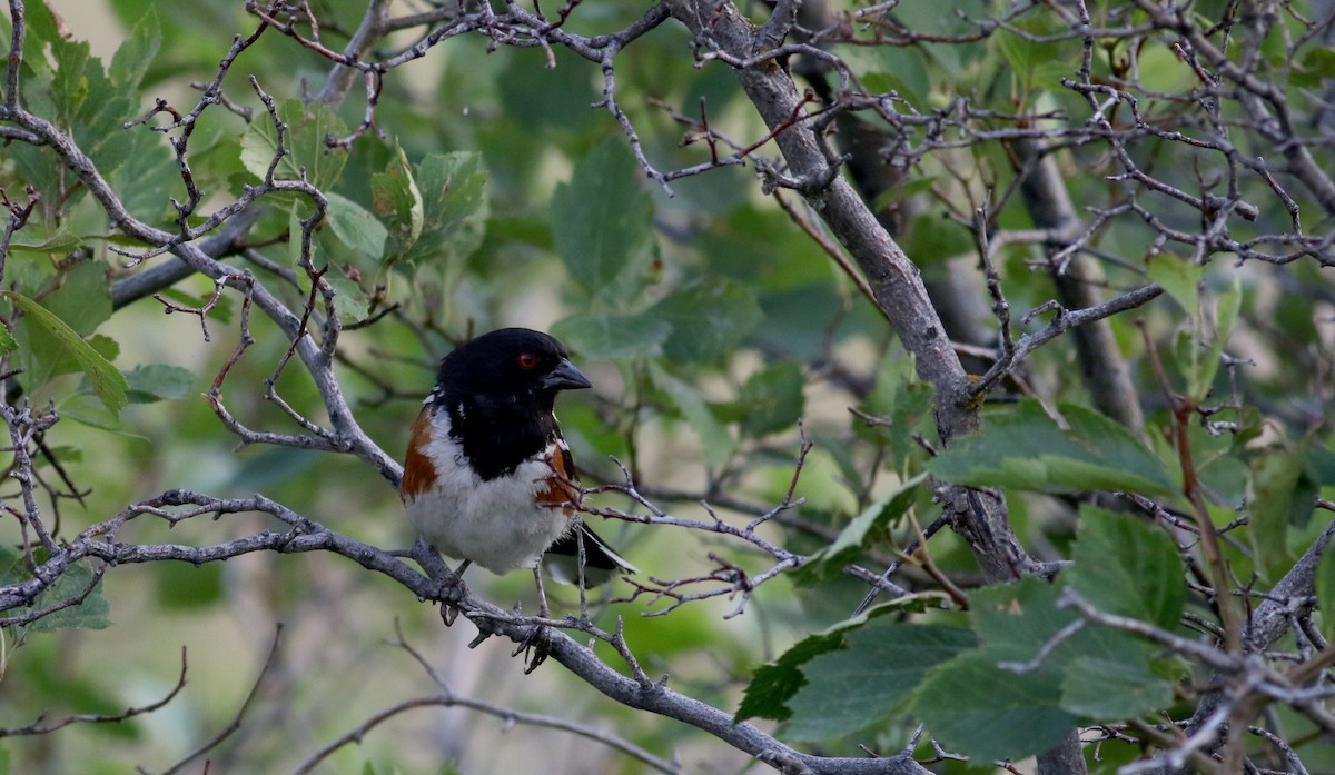 Spotted Towhee (maculatus Group) - ML66718491