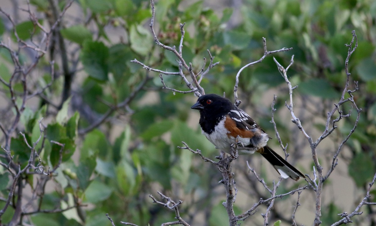 Spotted Towhee (maculatus Group) - ML66718501