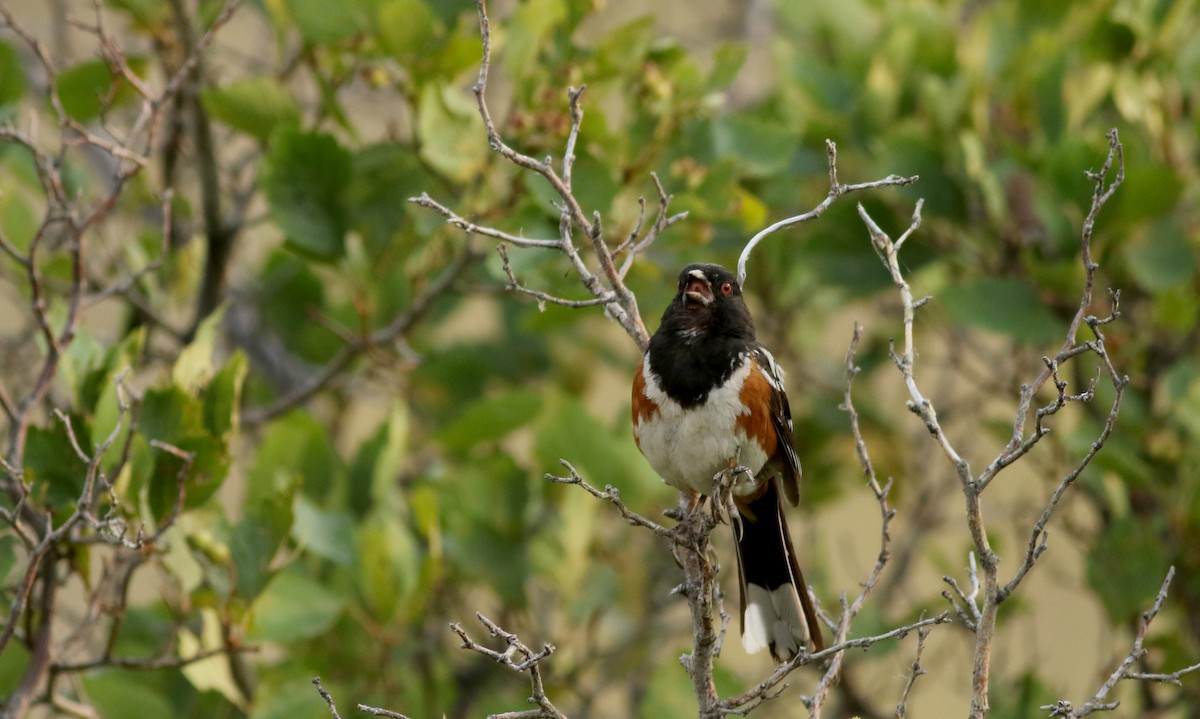 Spotted Towhee (maculatus Group) - ML66718511