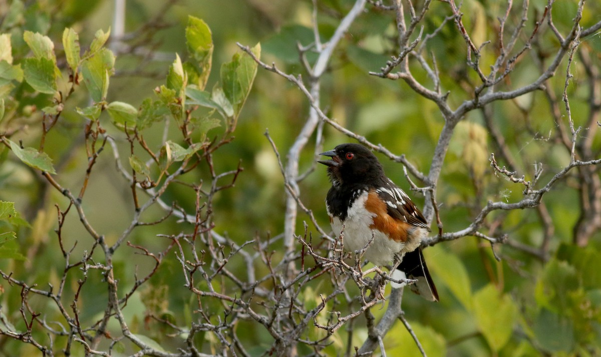 Spotted Towhee (maculatus Group) - ML66718531