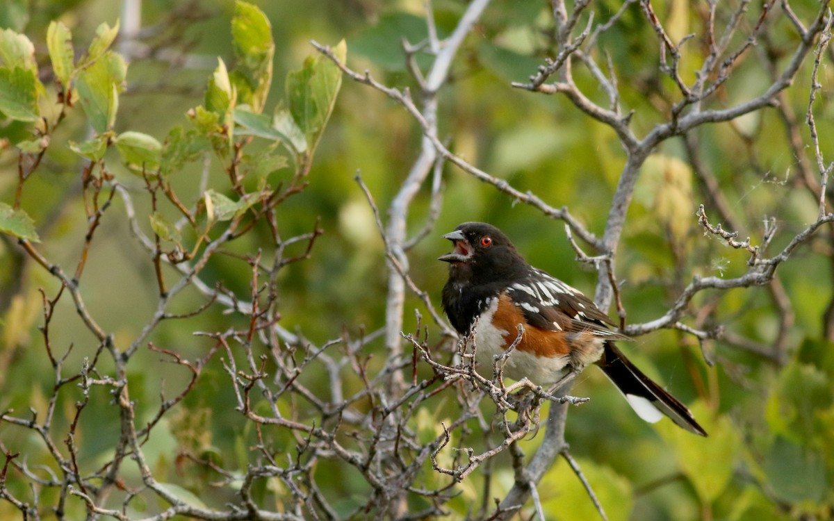 Spotted Towhee (maculatus Group) - ML66718541