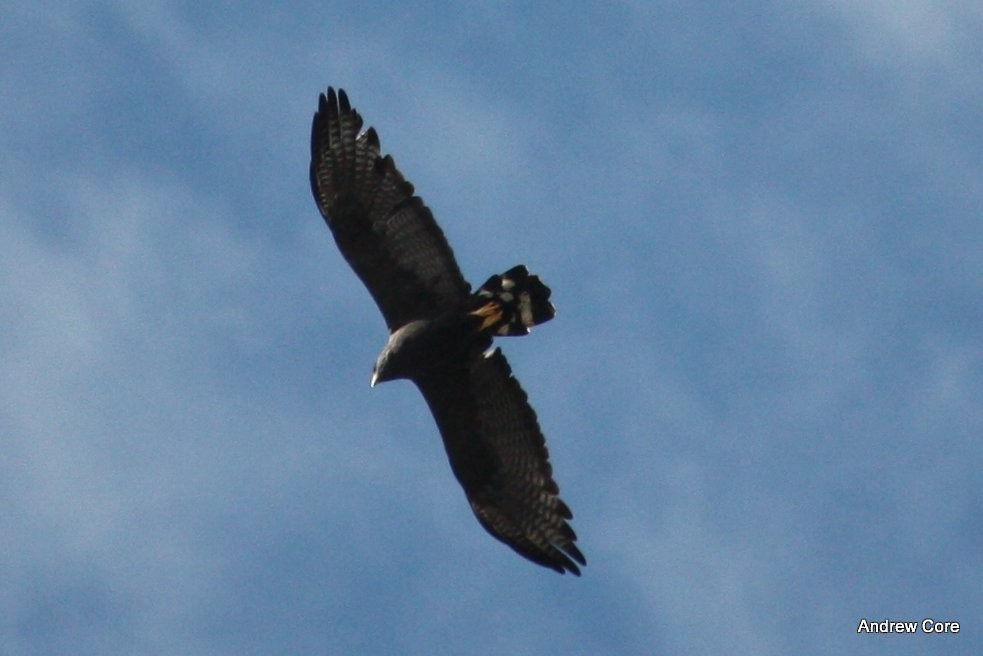 Zone-tailed Hawk - ML66718561