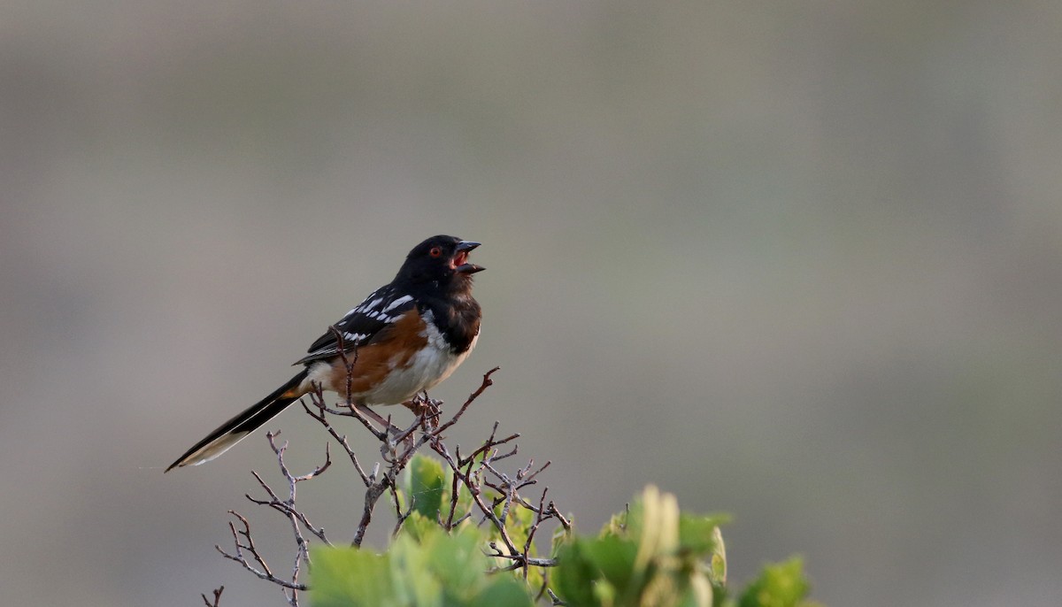 Spotted Towhee (maculatus Group) - ML66718581