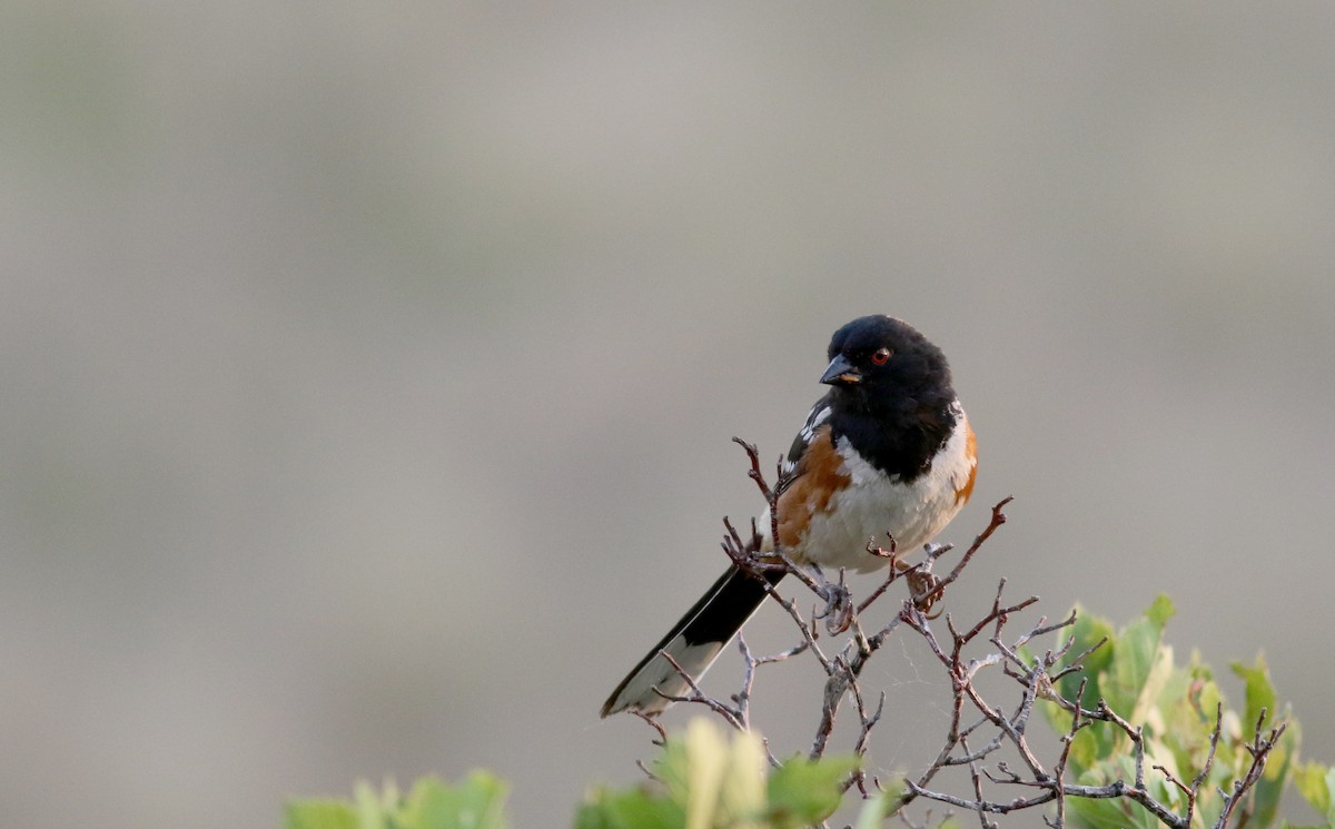 Spotted Towhee (maculatus Group) - ML66718611