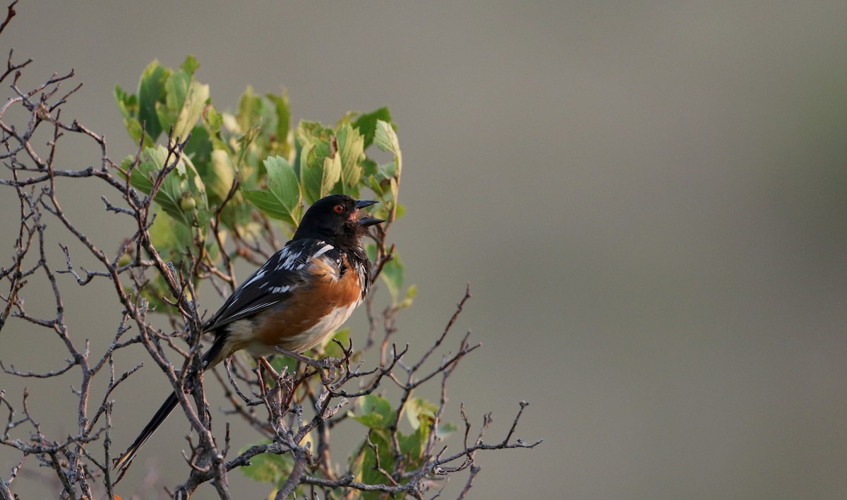 Spotted Towhee (maculatus Group) - ML66718651