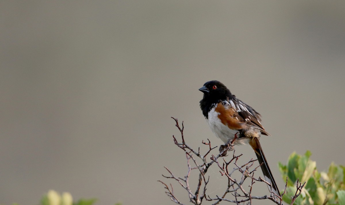 Spotted Towhee (maculatus Group) - ML66718681