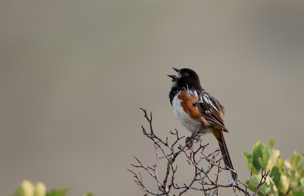 Spotted Towhee (maculatus Group) - ML66718691
