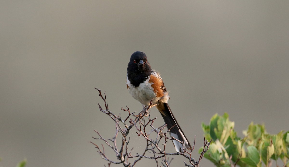 Spotted Towhee (maculatus Group) - ML66718731