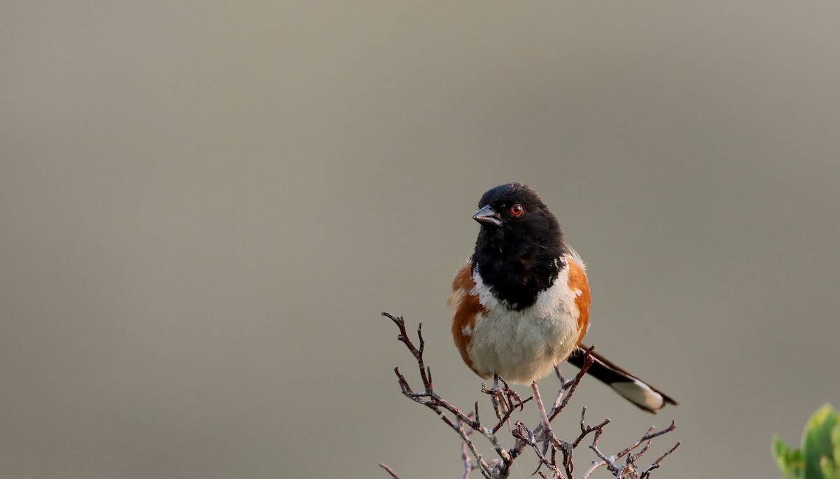 Spotted Towhee (maculatus Group) - ML66718751