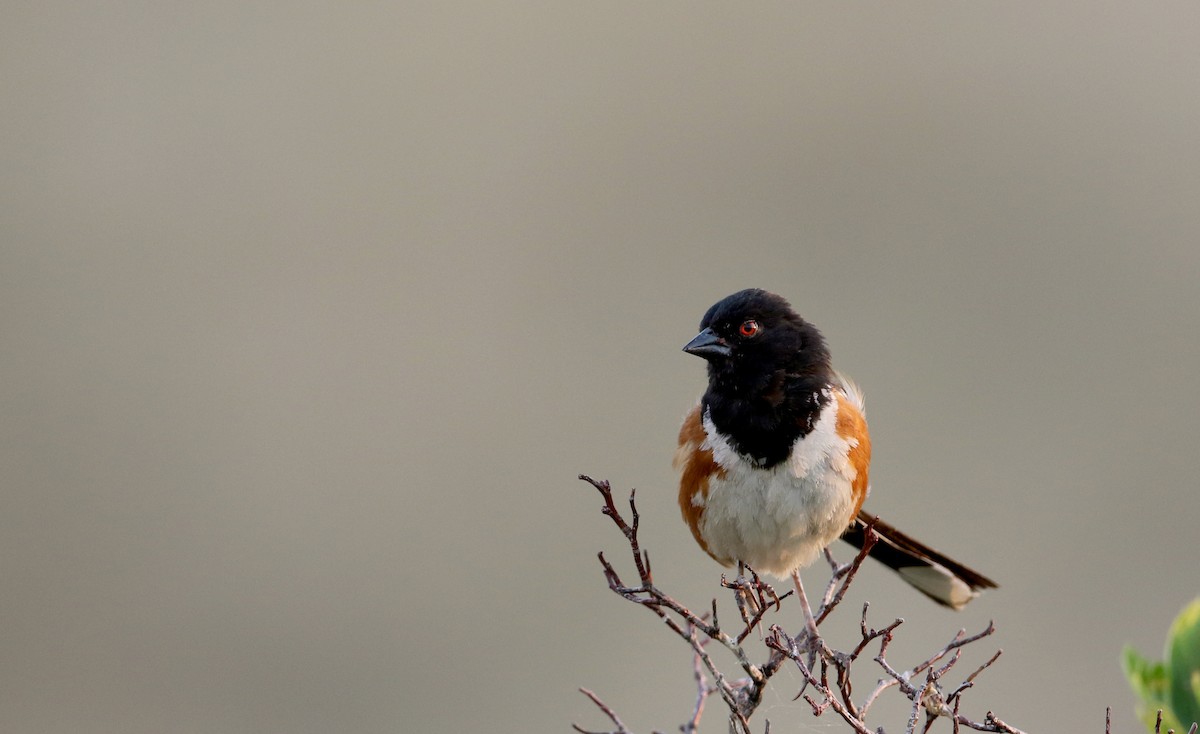 Spotted Towhee (maculatus Group) - ML66718771