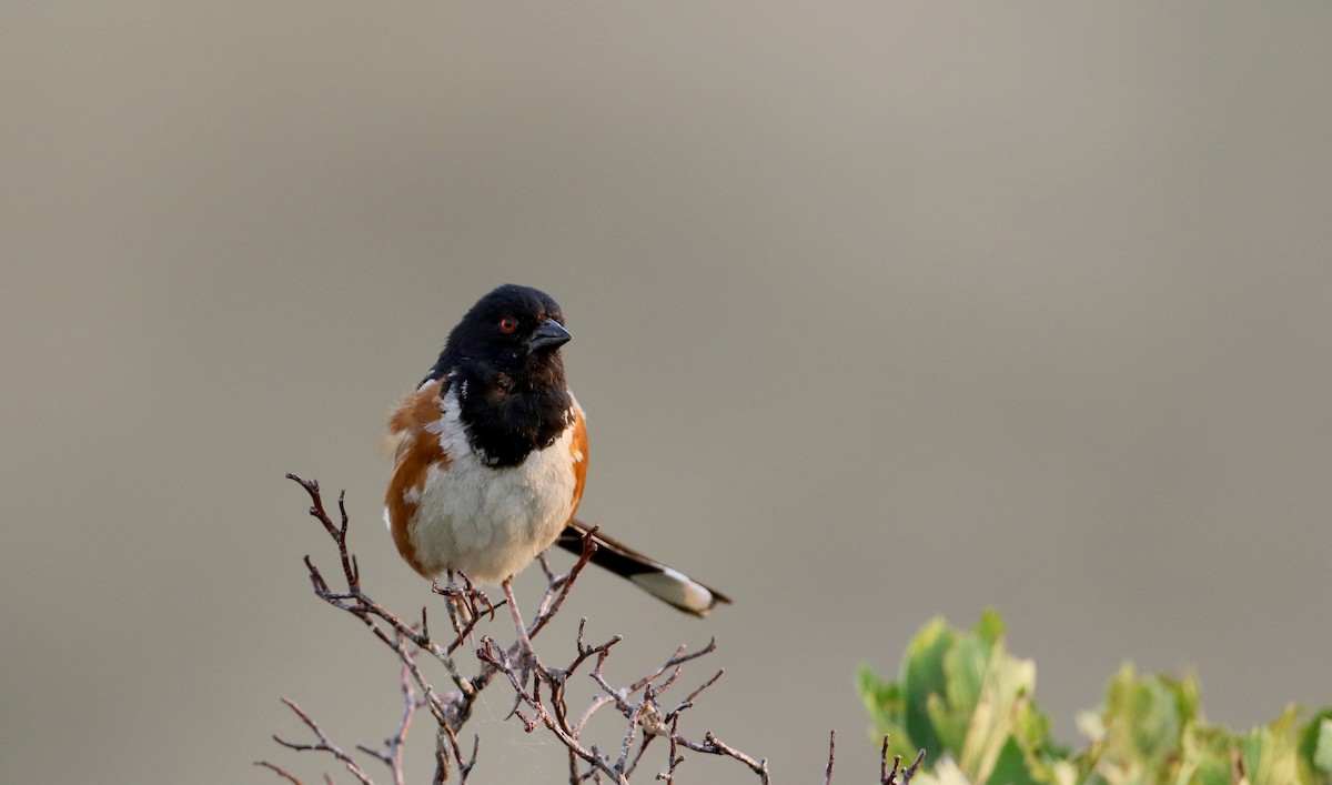 Spotted Towhee (maculatus Group) - ML66718791
