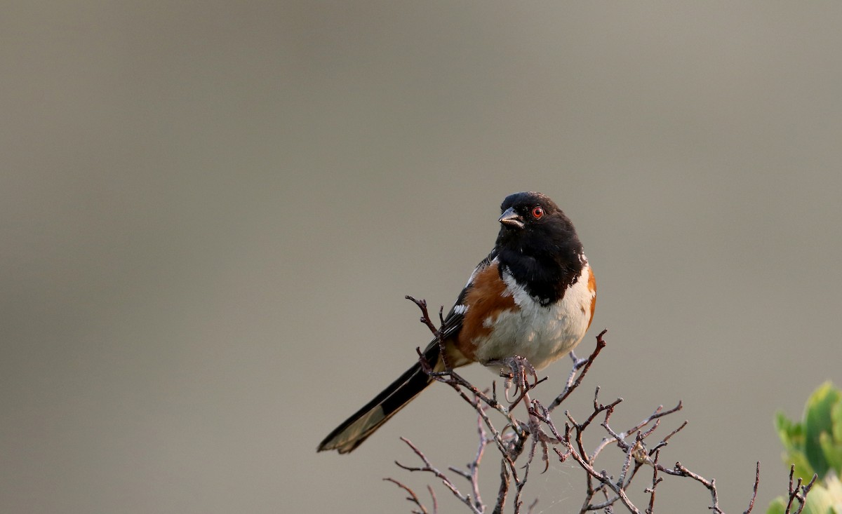 Spotted Towhee (maculatus Group) - ML66718881