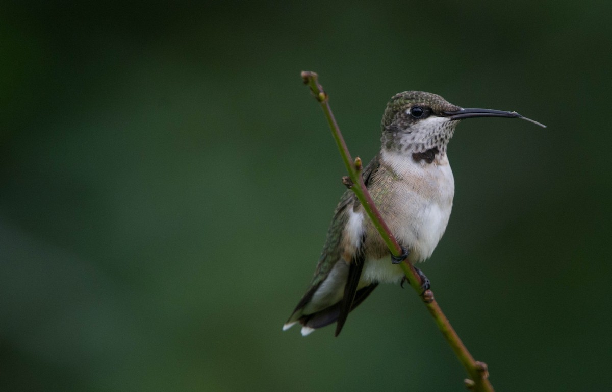 Ruby-throated Hummingbird - Louis Lemay