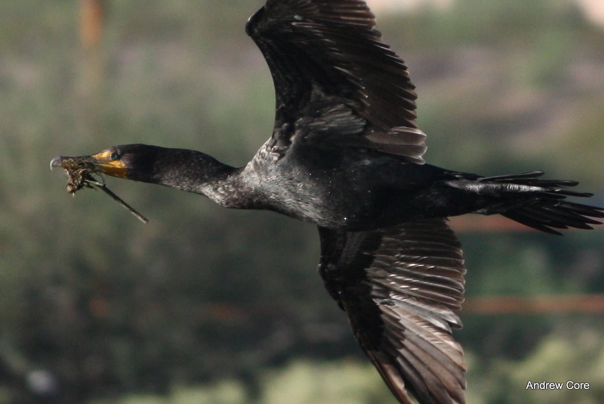Double-crested Cormorant - Andrew Core