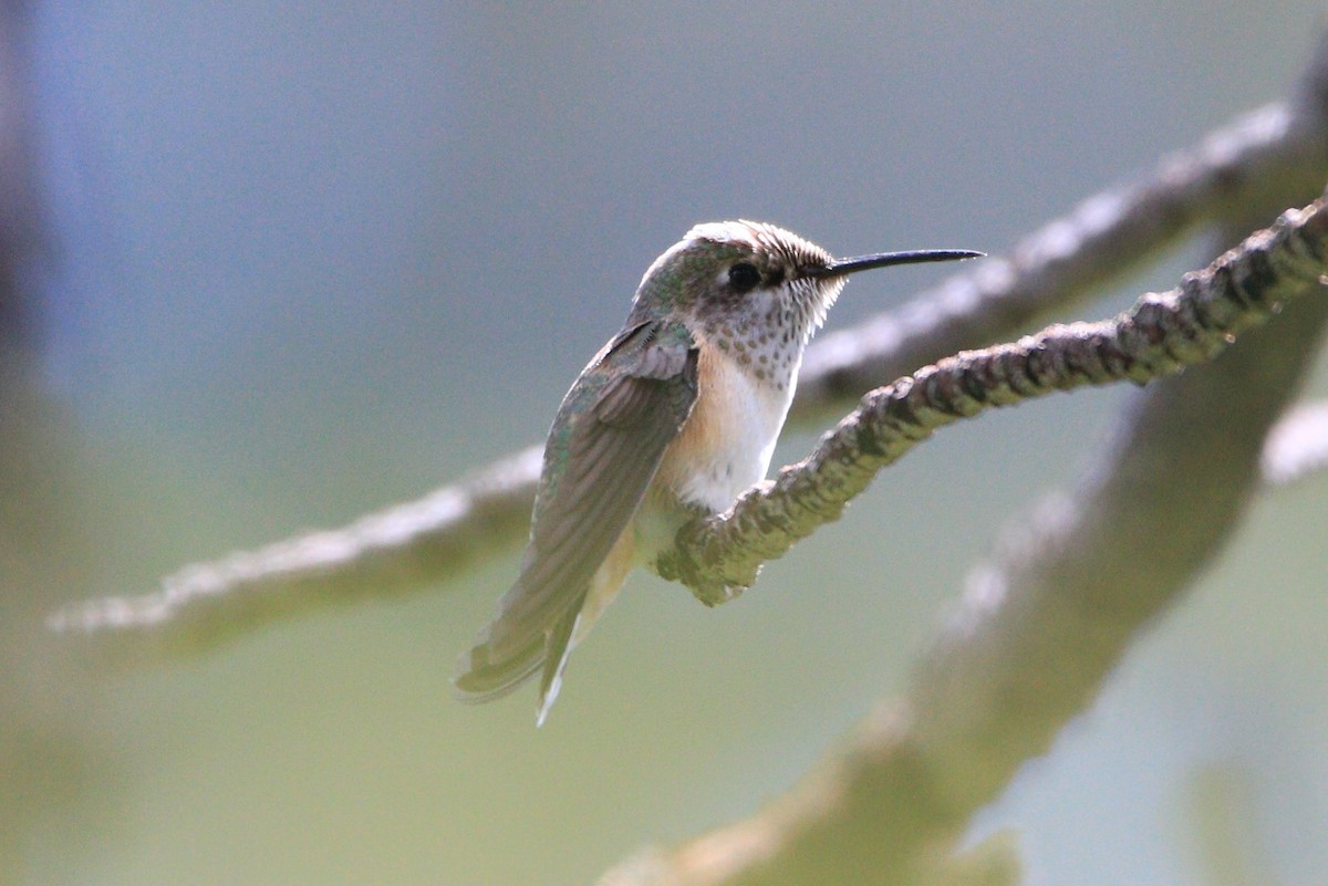 Calliope Hummingbird - Bez Bezuidenhout