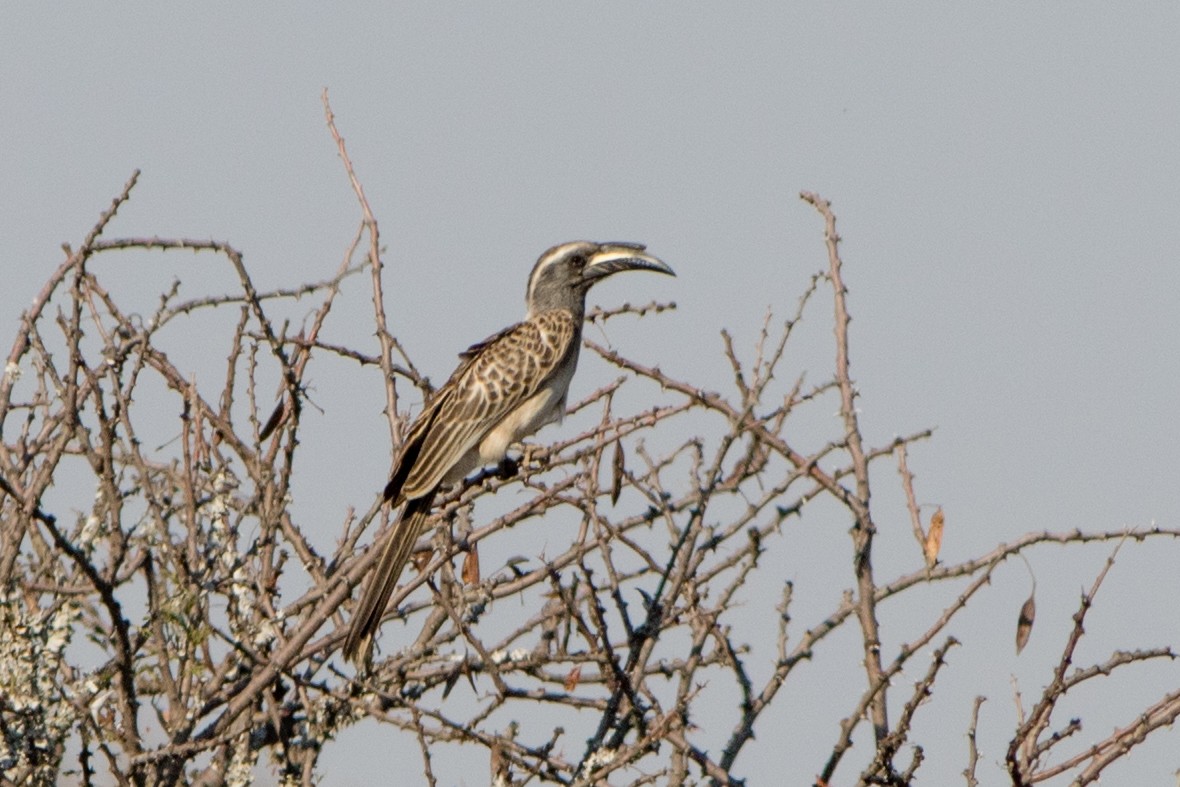 African Gray Hornbill - ML66722821