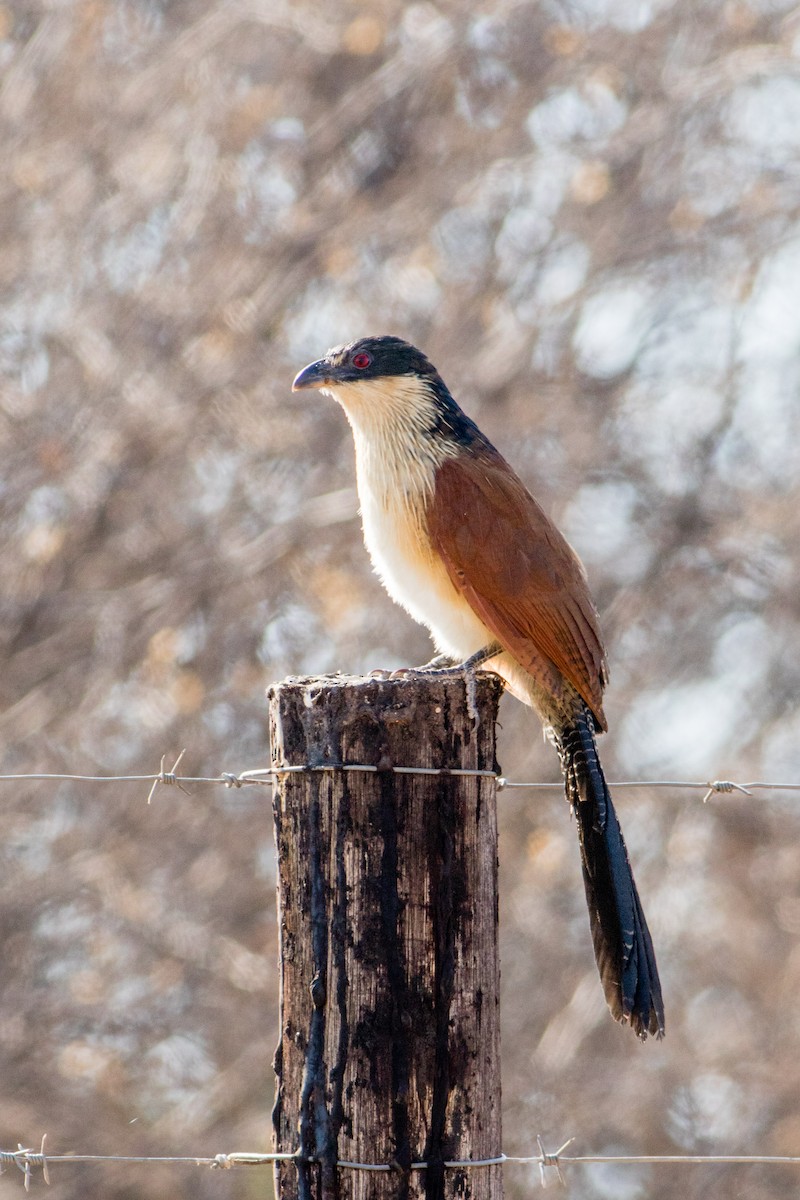 White-browed Coucal (Burchell's) - Neil Hayward