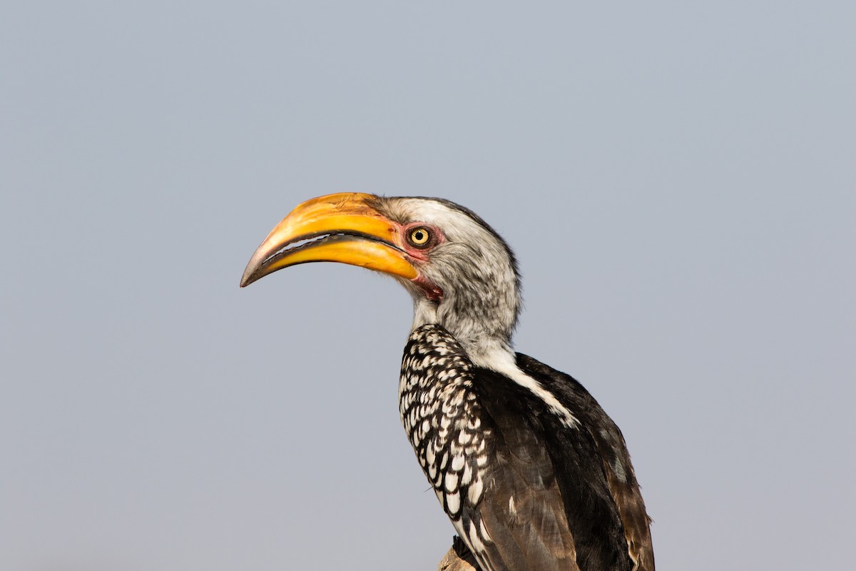 Southern Yellow-billed Hornbill - Neil Hayward