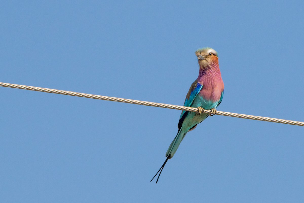 Lilac-breasted Roller - ML66723011