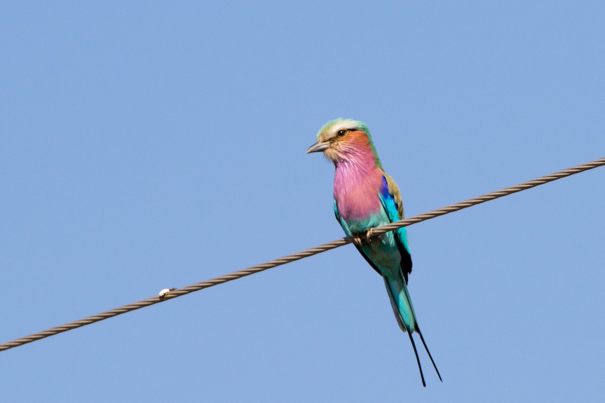 Lilac-breasted Roller - ML66723041