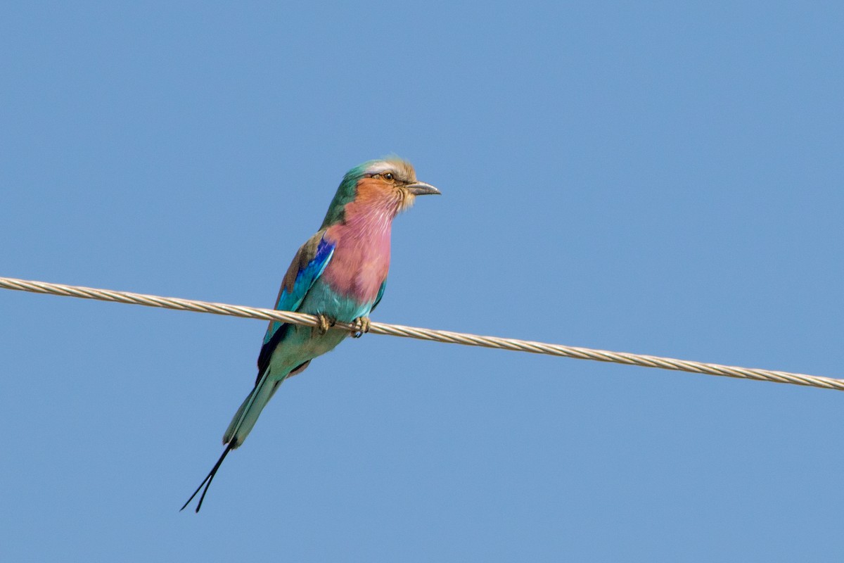 Lilac-breasted Roller - ML66723061