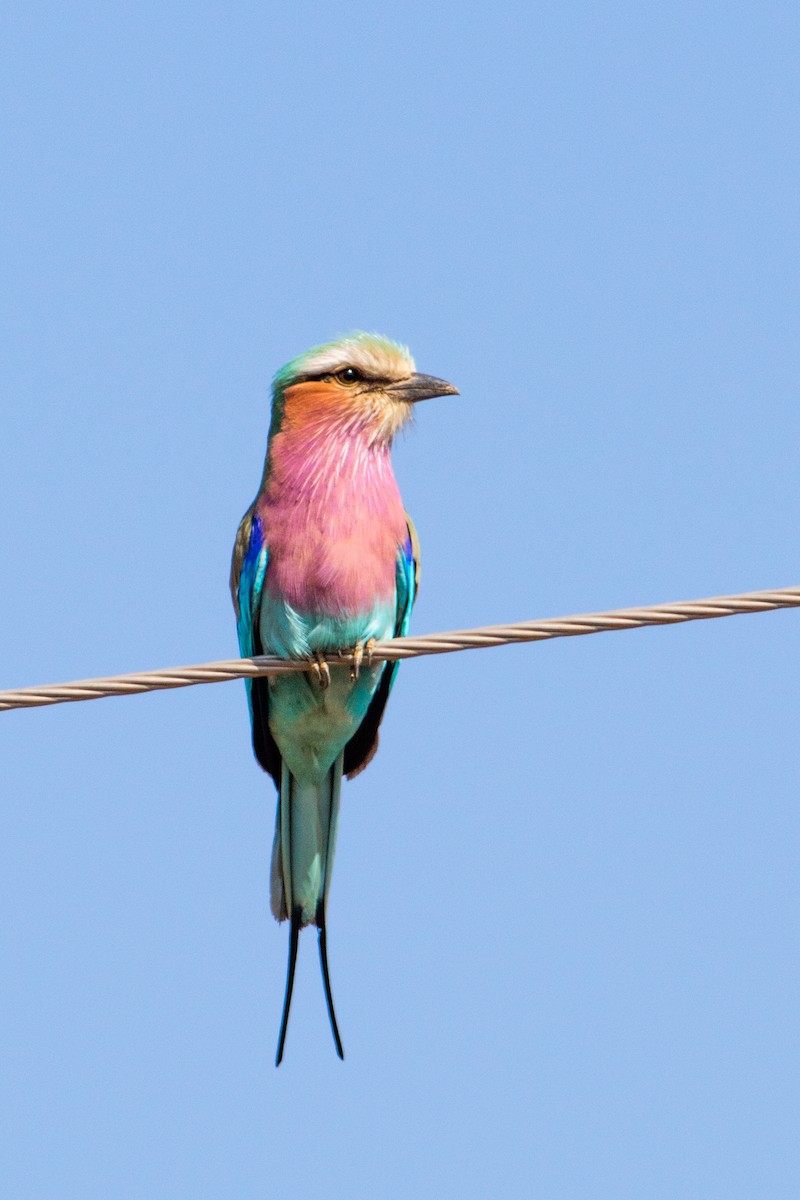 Lilac-breasted Roller - ML66723081