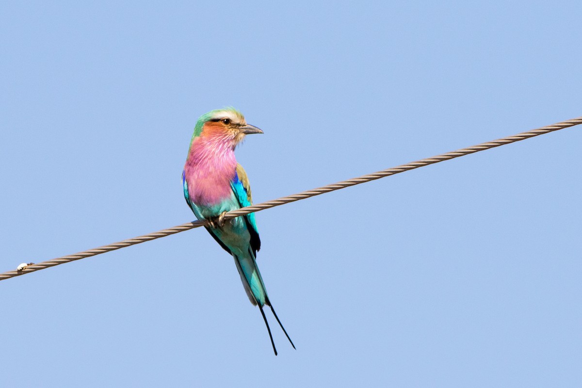 Lilac-breasted Roller - ML66723101