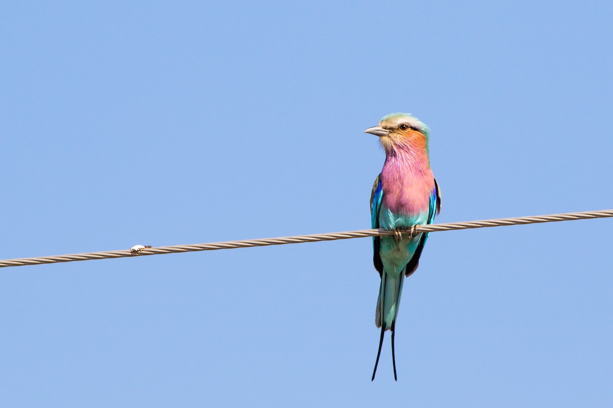 Lilac-breasted Roller - ML66723151