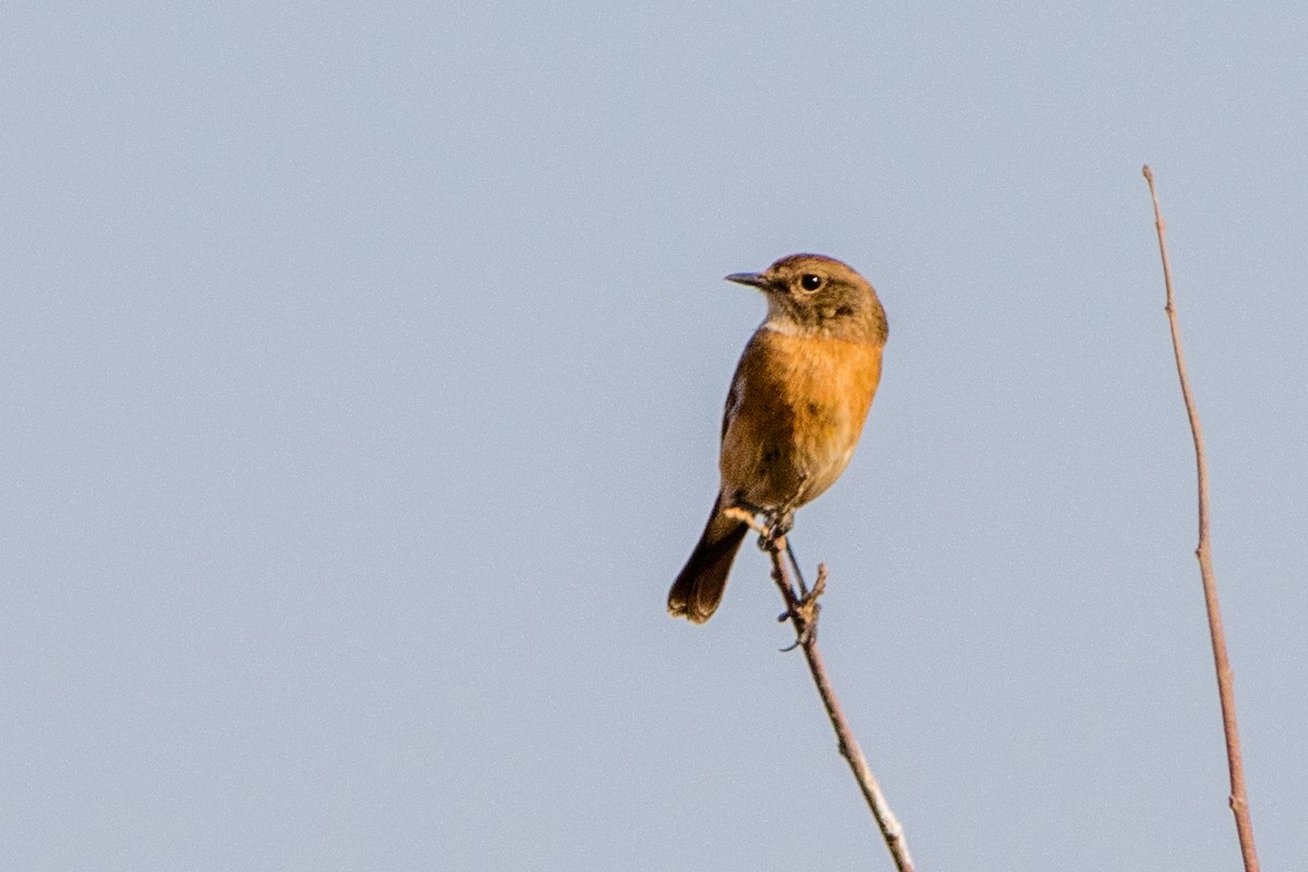 African Stonechat - ML66723501