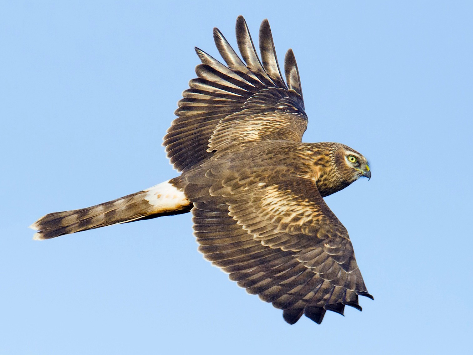 Northern Harrier Male Vs Female