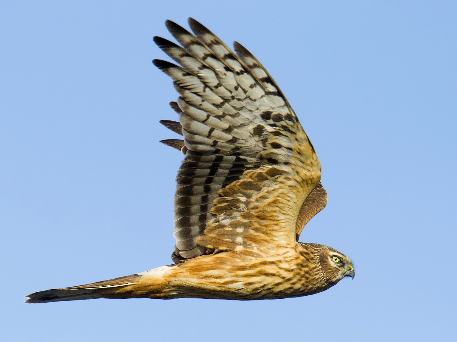 Hen Harrier - Craig Brelsford