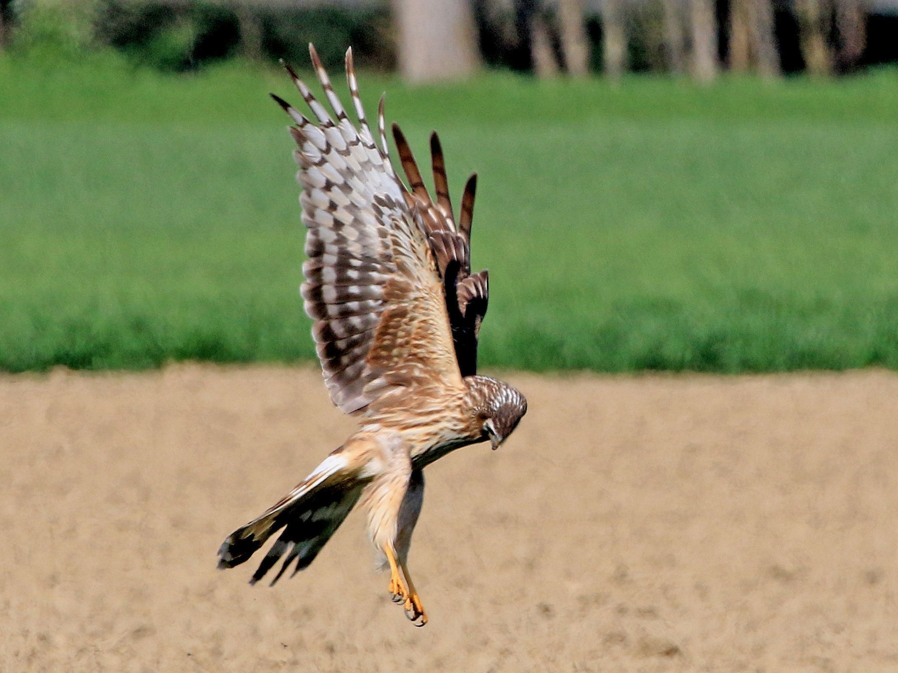 Hen Harrier - Patrick MONNEY