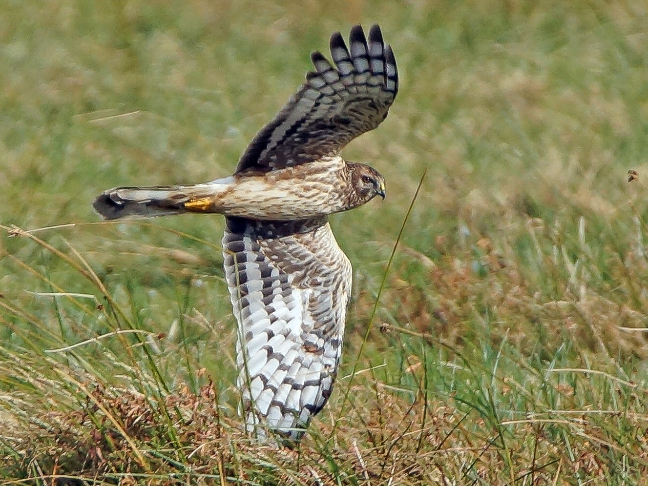 Hen Harrier - Steve Percival