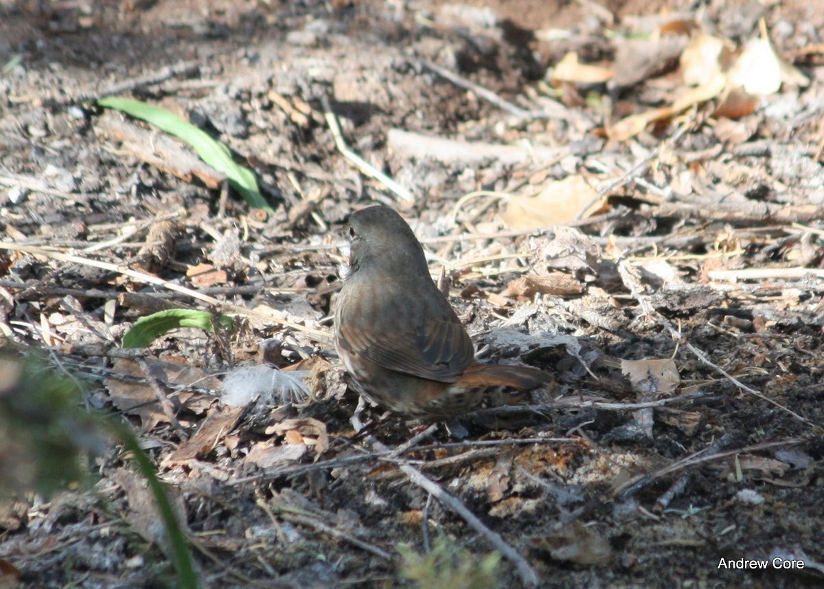 Fox Sparrow (Slate-colored) - ML66733481