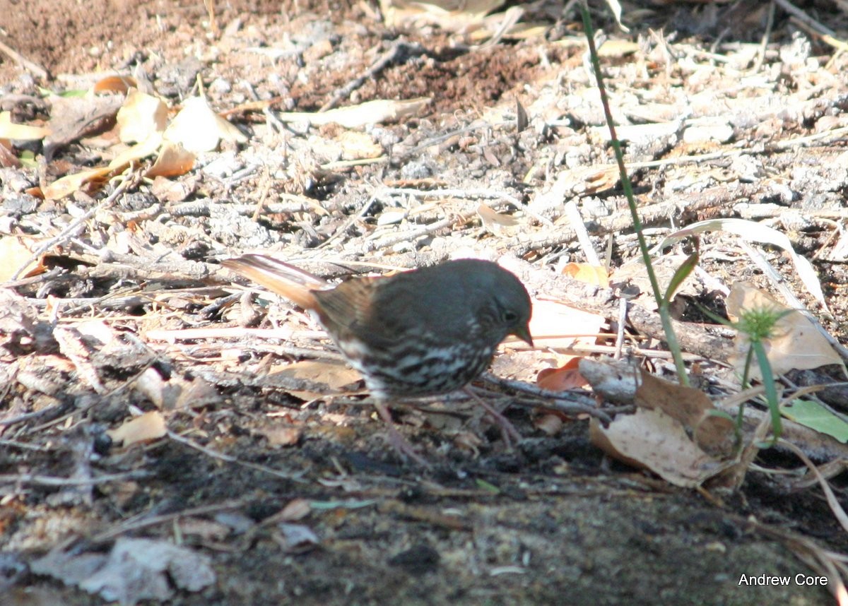 Fox Sparrow (Slate-colored) - ML66733491