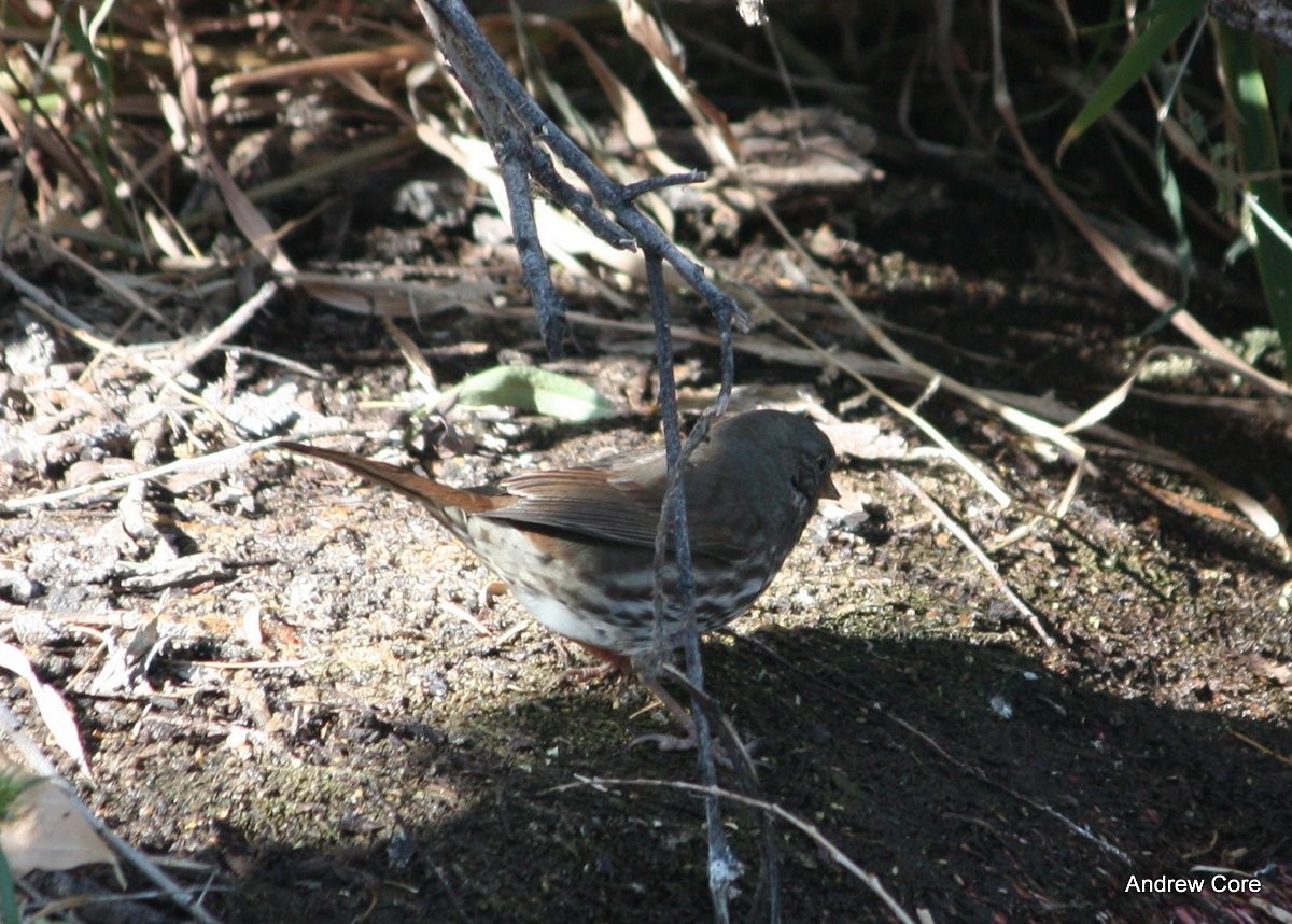 Fox Sparrow (Slate-colored) - ML66733511