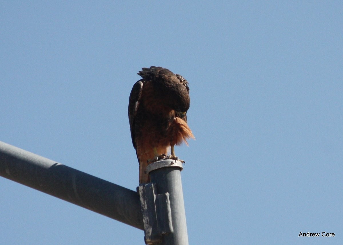 Red-tailed Hawk - ML66733721
