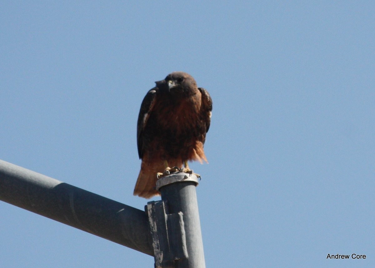 Red-tailed Hawk - ML66733731
