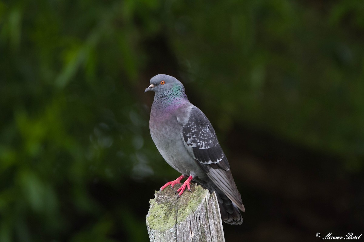Rock Pigeon (Feral Pigeon) - Miriam Baril