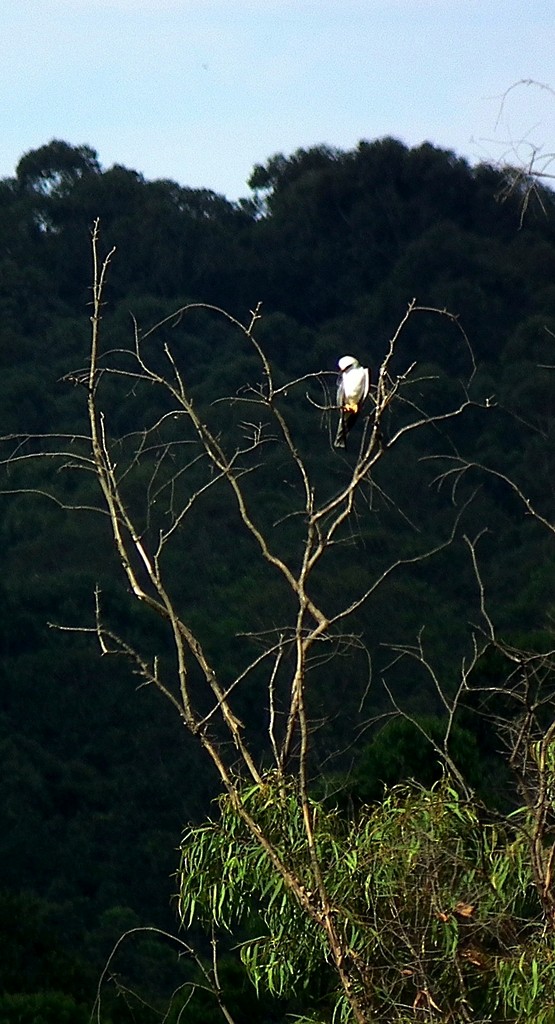 White-tailed Kite - Rogério Machado