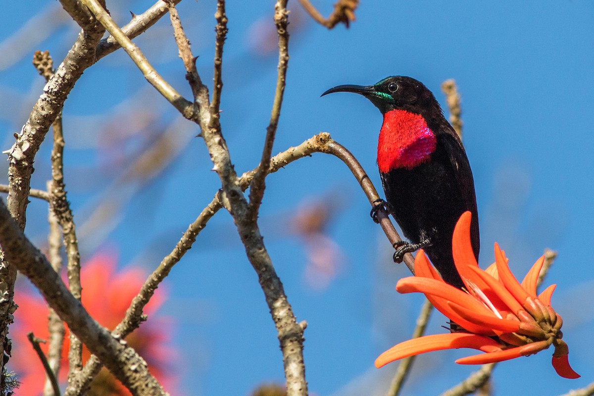 Scarlet-chested Sunbird - eBird