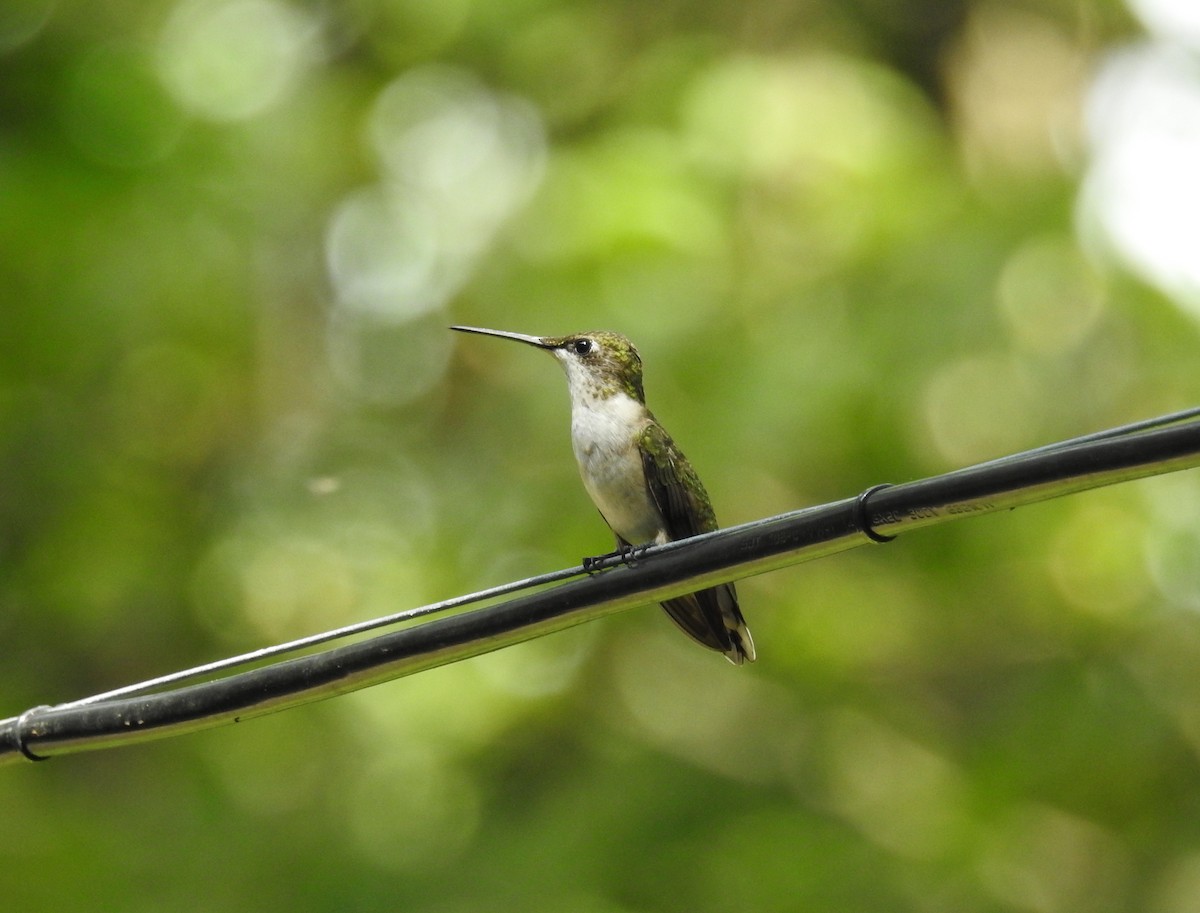 Ruby-throated Hummingbird - Alan Buriak
