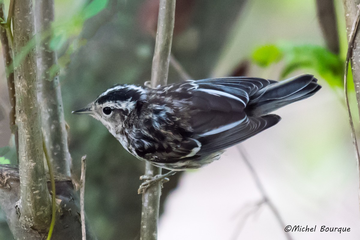 Black-and-white Warbler - Michel Bourque