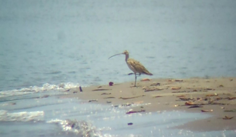 Long-billed Curlew - ML66744681