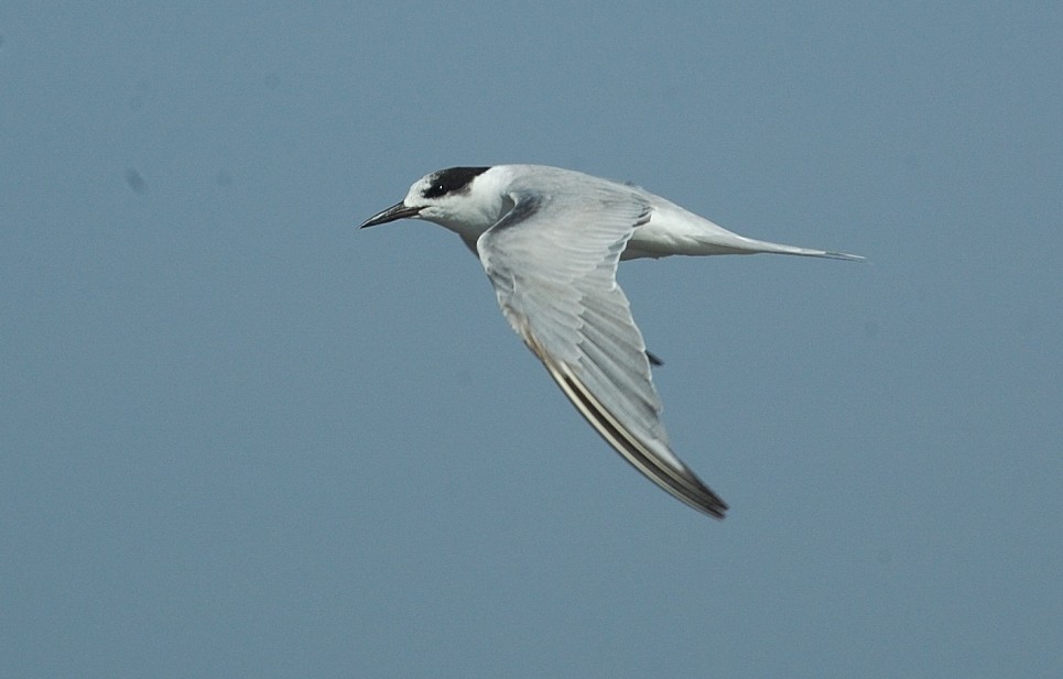 Common Tern - ML66745441