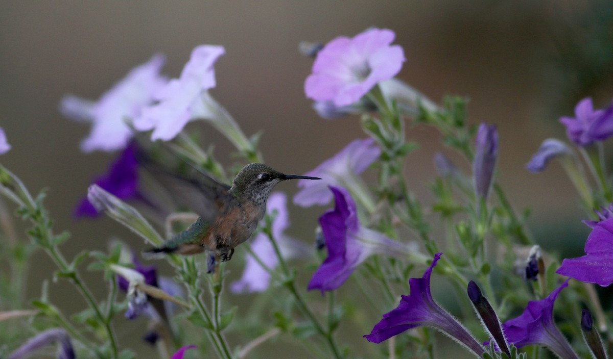 Calliope Hummingbird - ML66745911