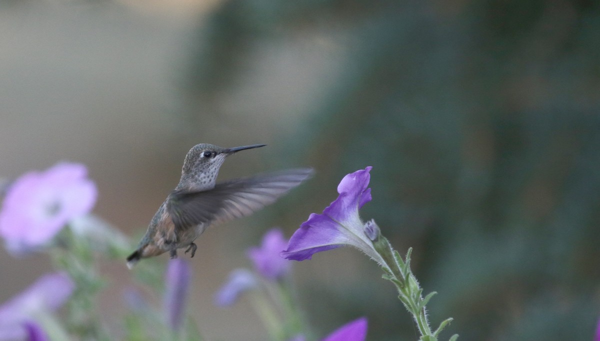 Calliope Hummingbird - ML66745931