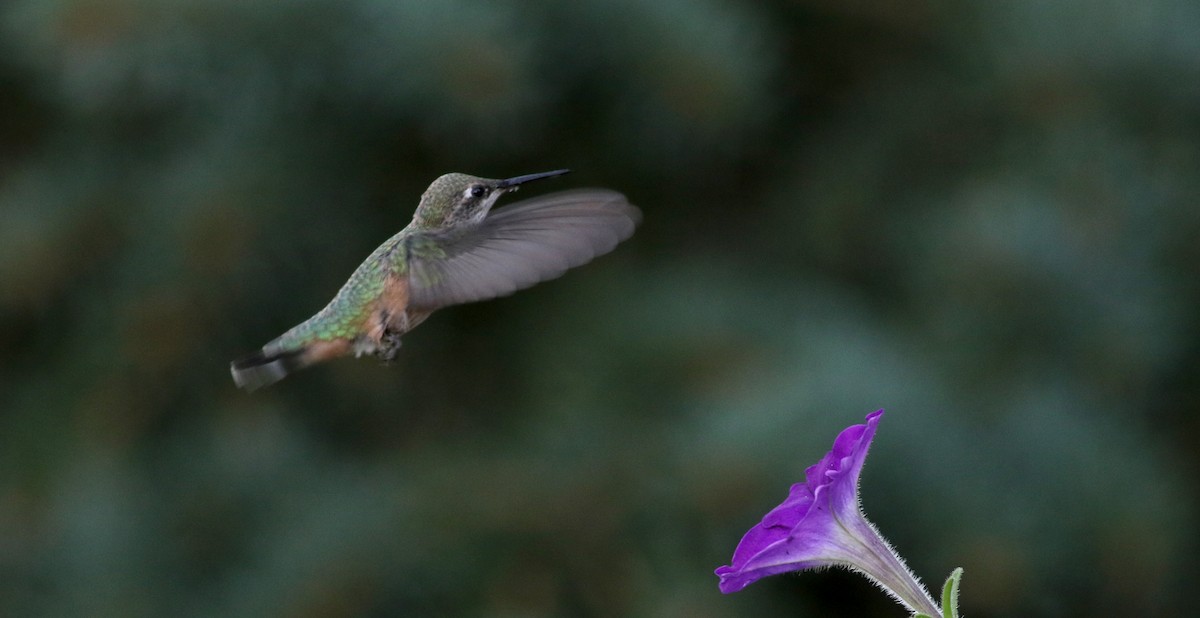 Calliope Hummingbird - Jay McGowan