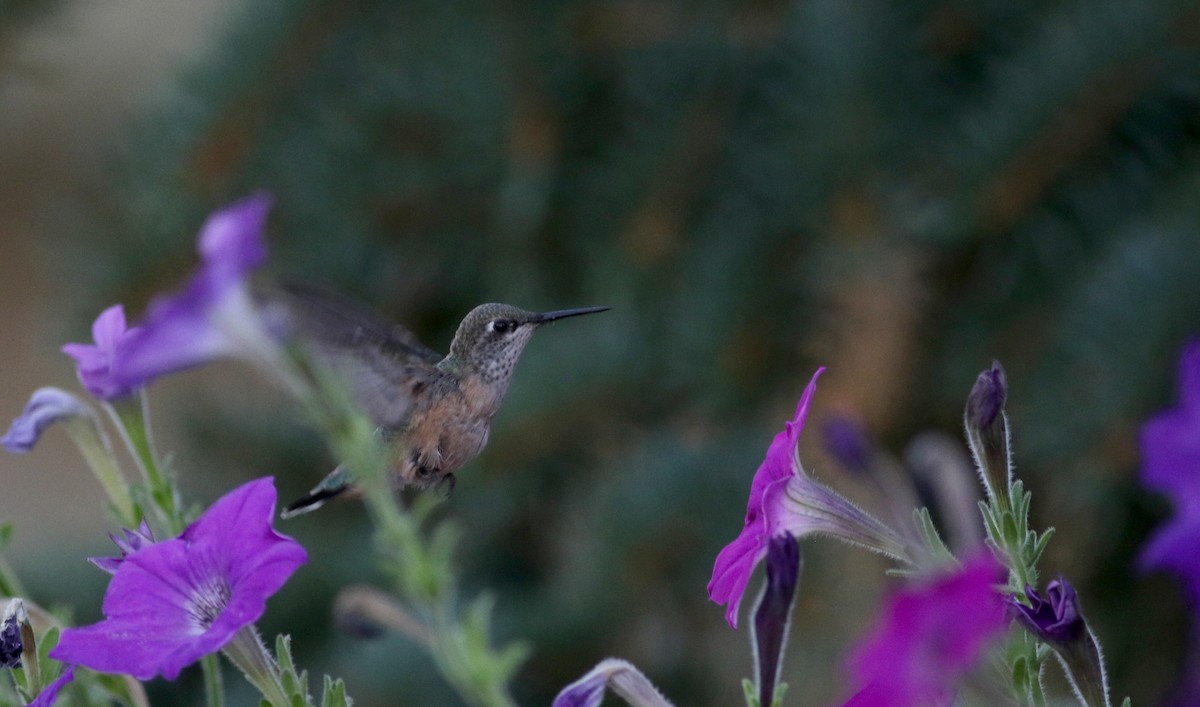 Calliope Hummingbird - ML66745971