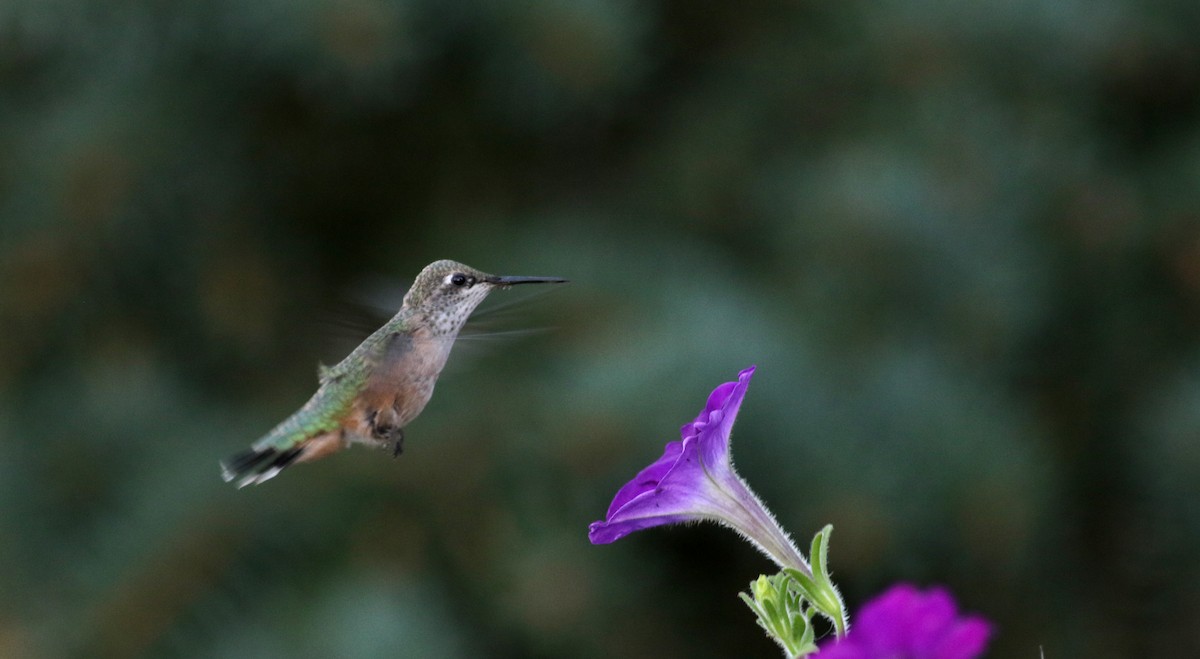 Calliope Hummingbird - ML66745981